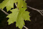 Sugar maple